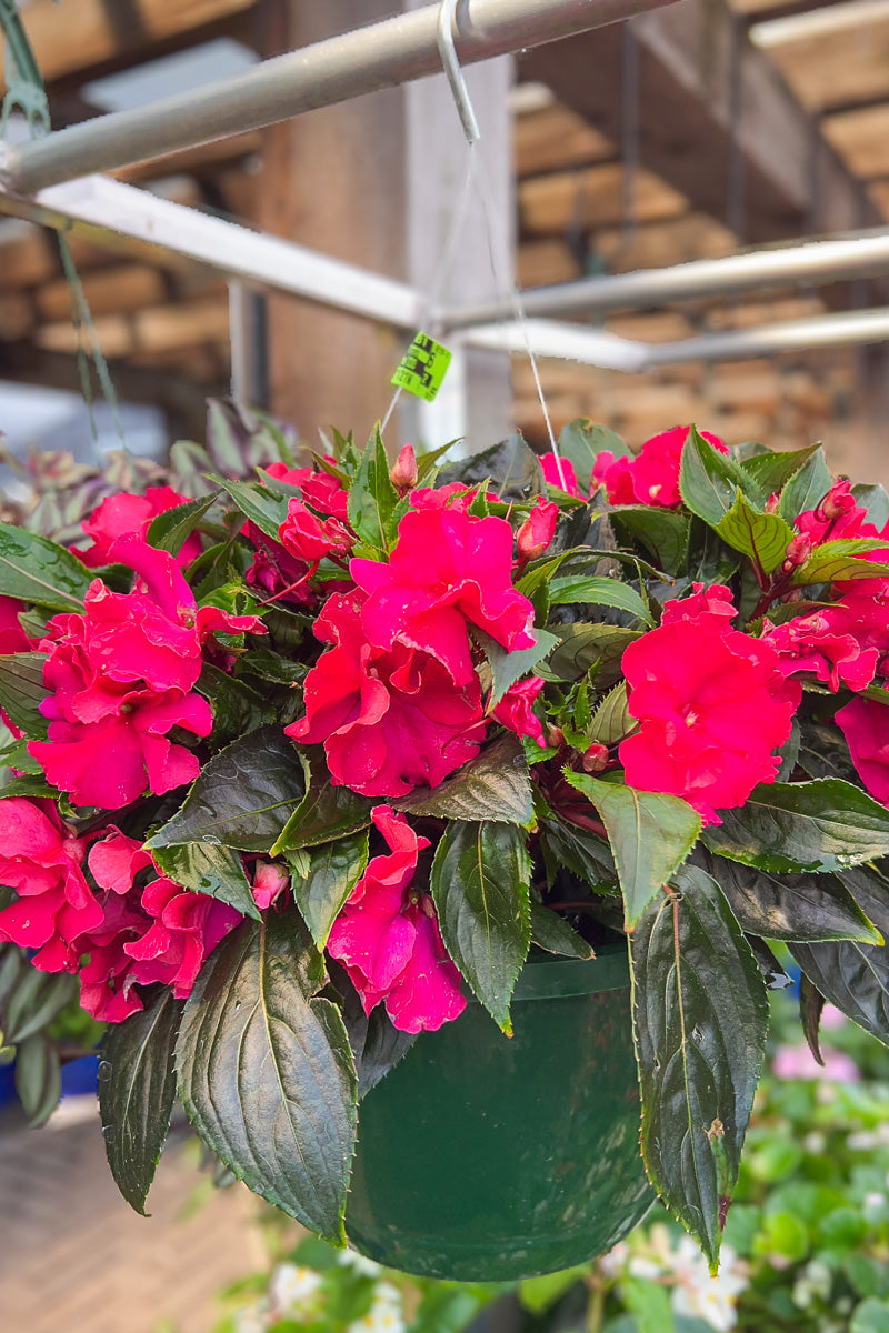 Impatiens, New Guinea Magenta