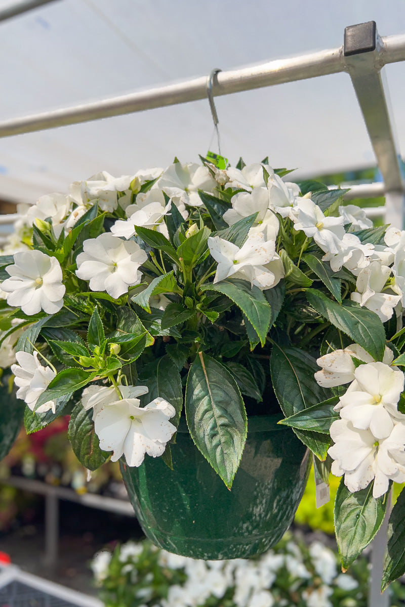 new guinea impatiens hanging plants Impatiens, New Guinea White – Chalet