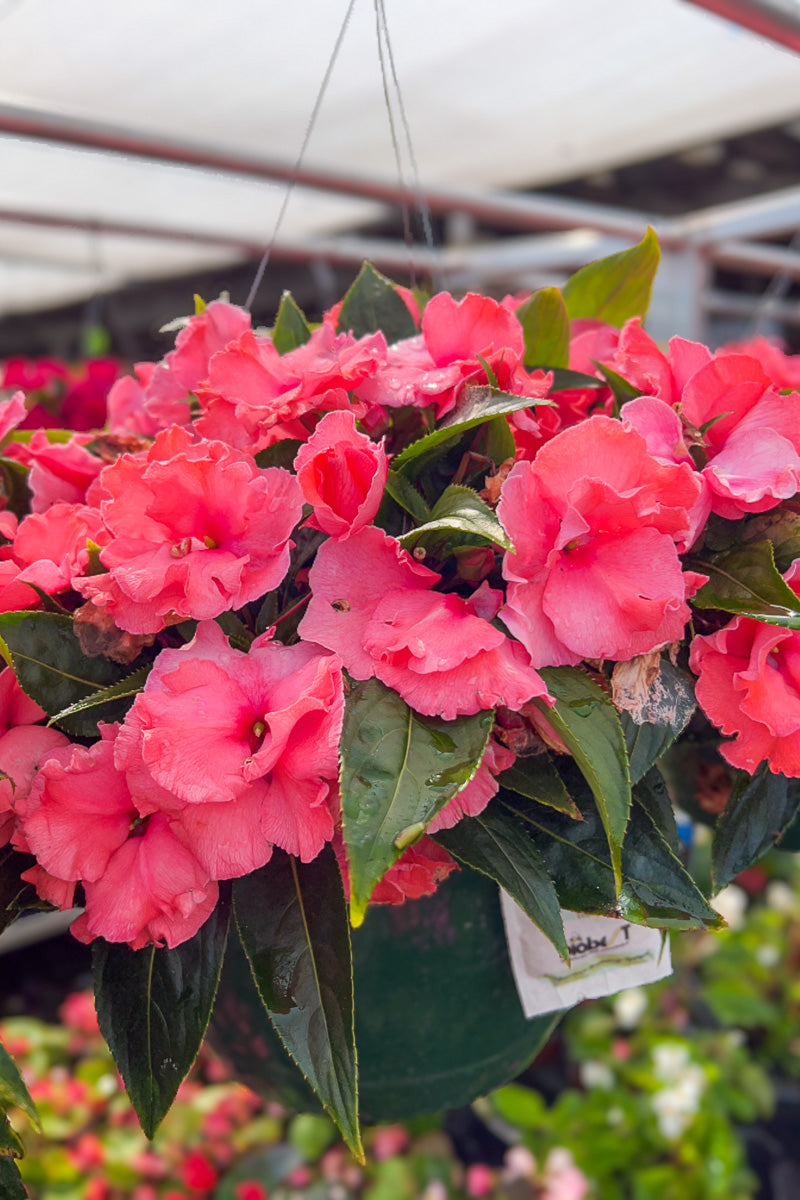 Impatiens, New Guinea Tangy Taffy