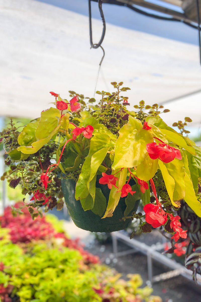 Begonia Coleus Hanging Basket
