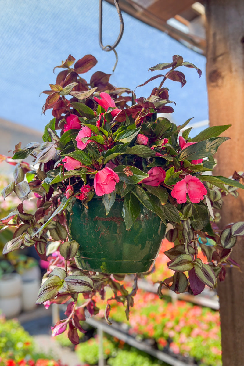 New Guinea Impatiens Wandering Jew Hanging Basket