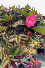 New Guinea Wandering Jew Hanging Basket