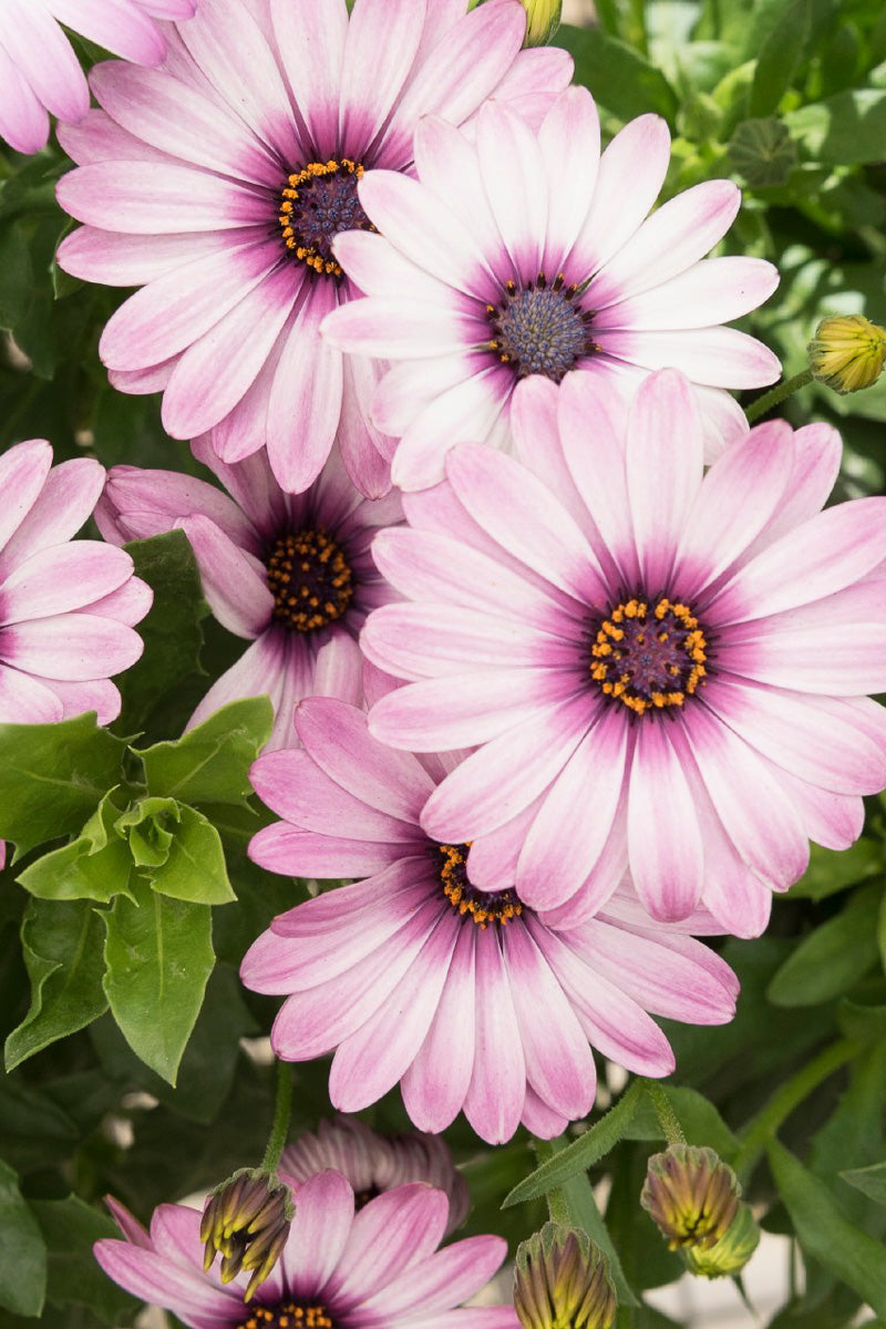 Osteospermum, Margarita Eclipse