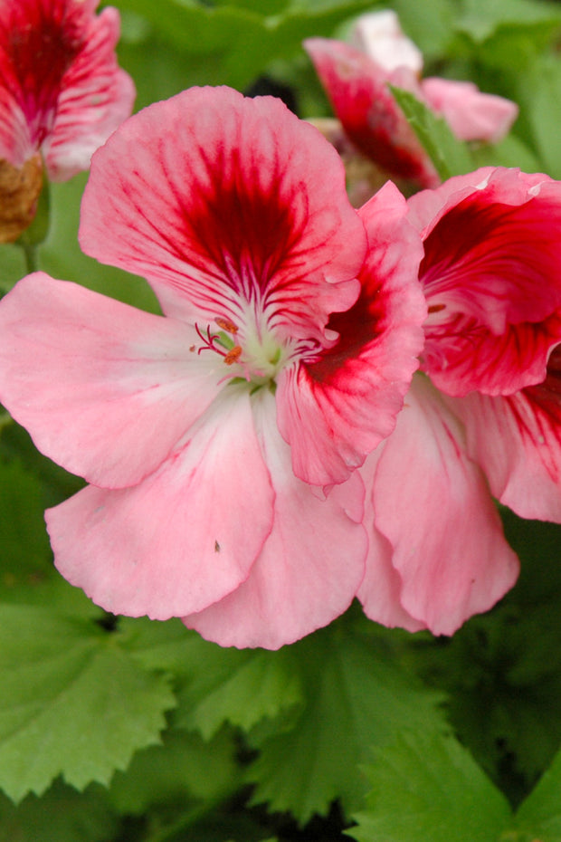 Geranium, Regal Rose Bicolor