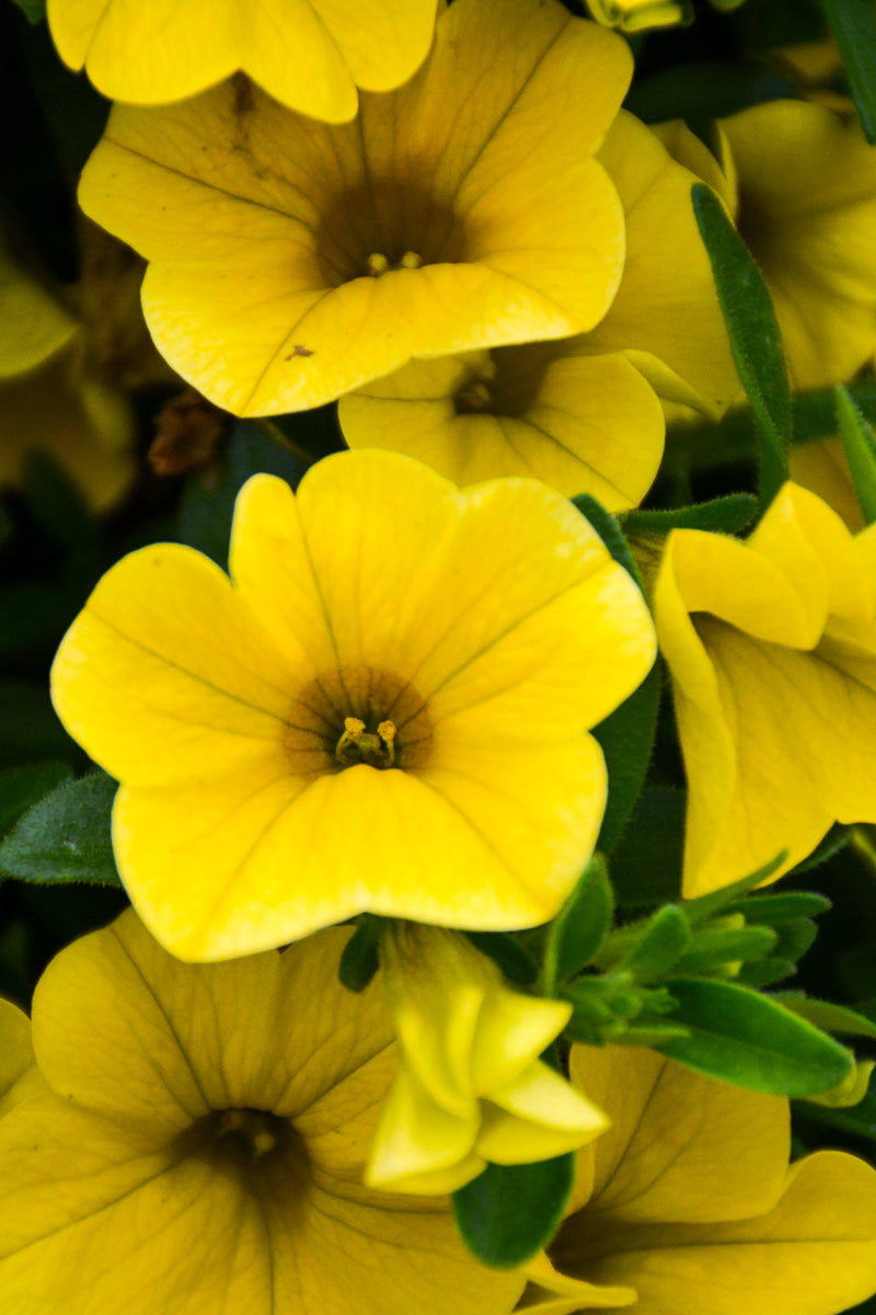 Calibrachoa Yellow