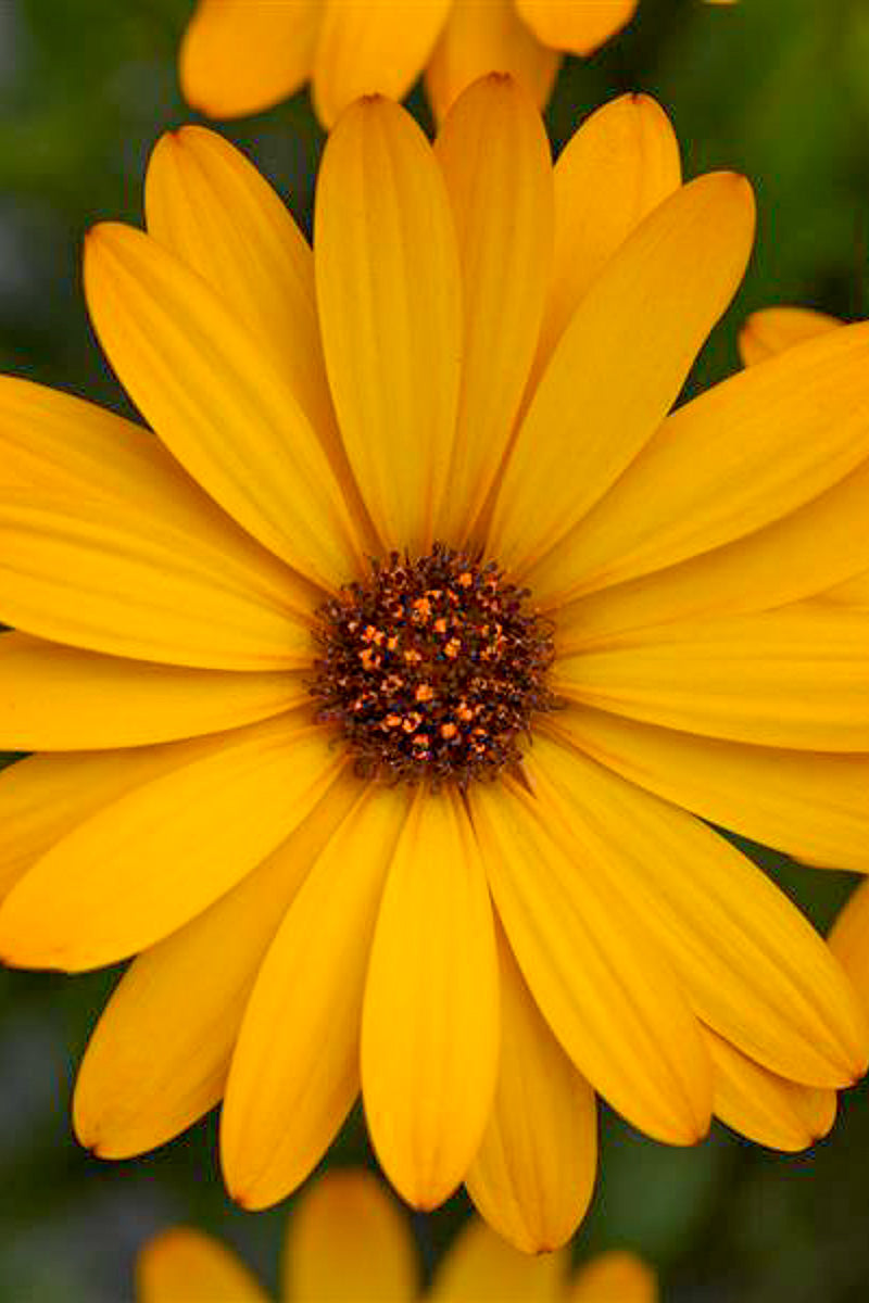 Osteospermum, Voltage Gold