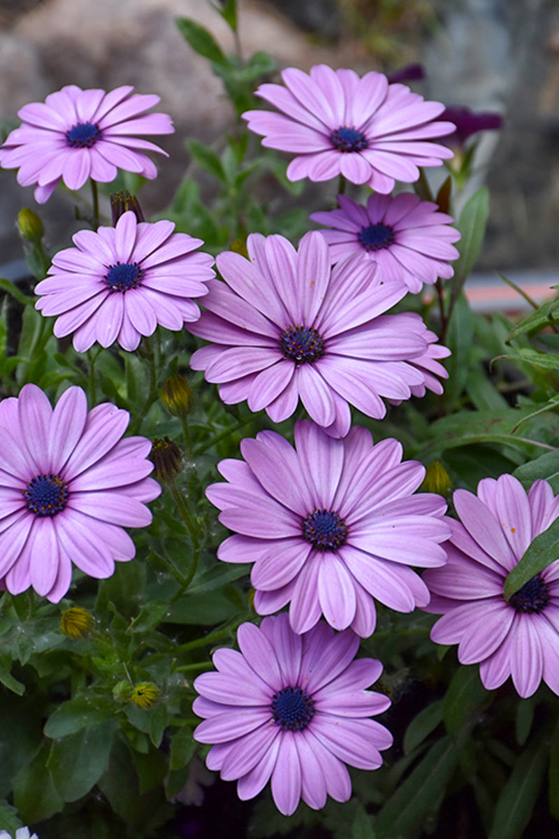 Osteospermum, Lilac Lavender