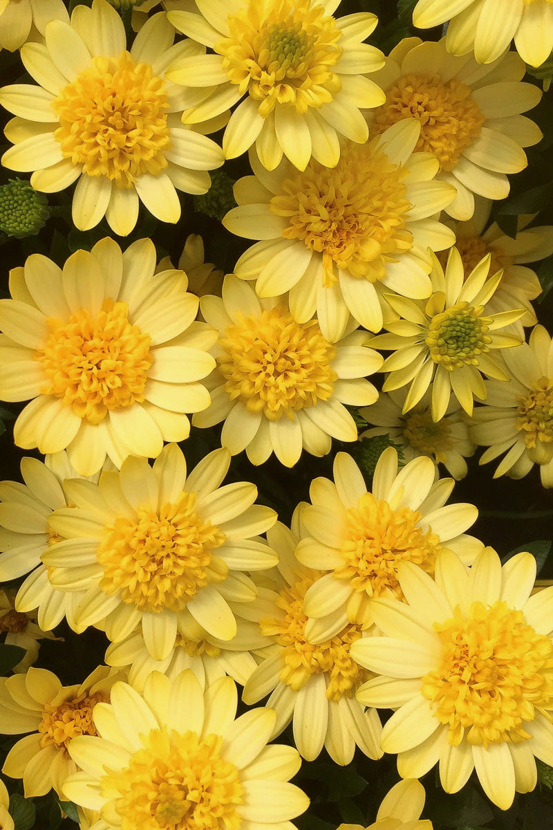 Osteospermum, 4D Sunburst Lemon