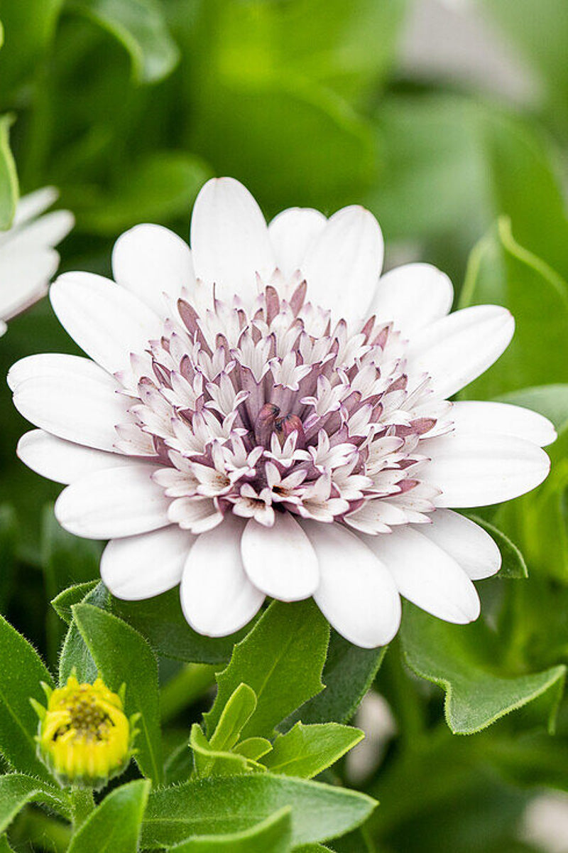 Osteospermum, Double White