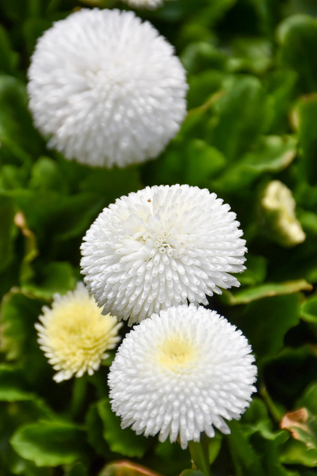 Bellis Bellissima White