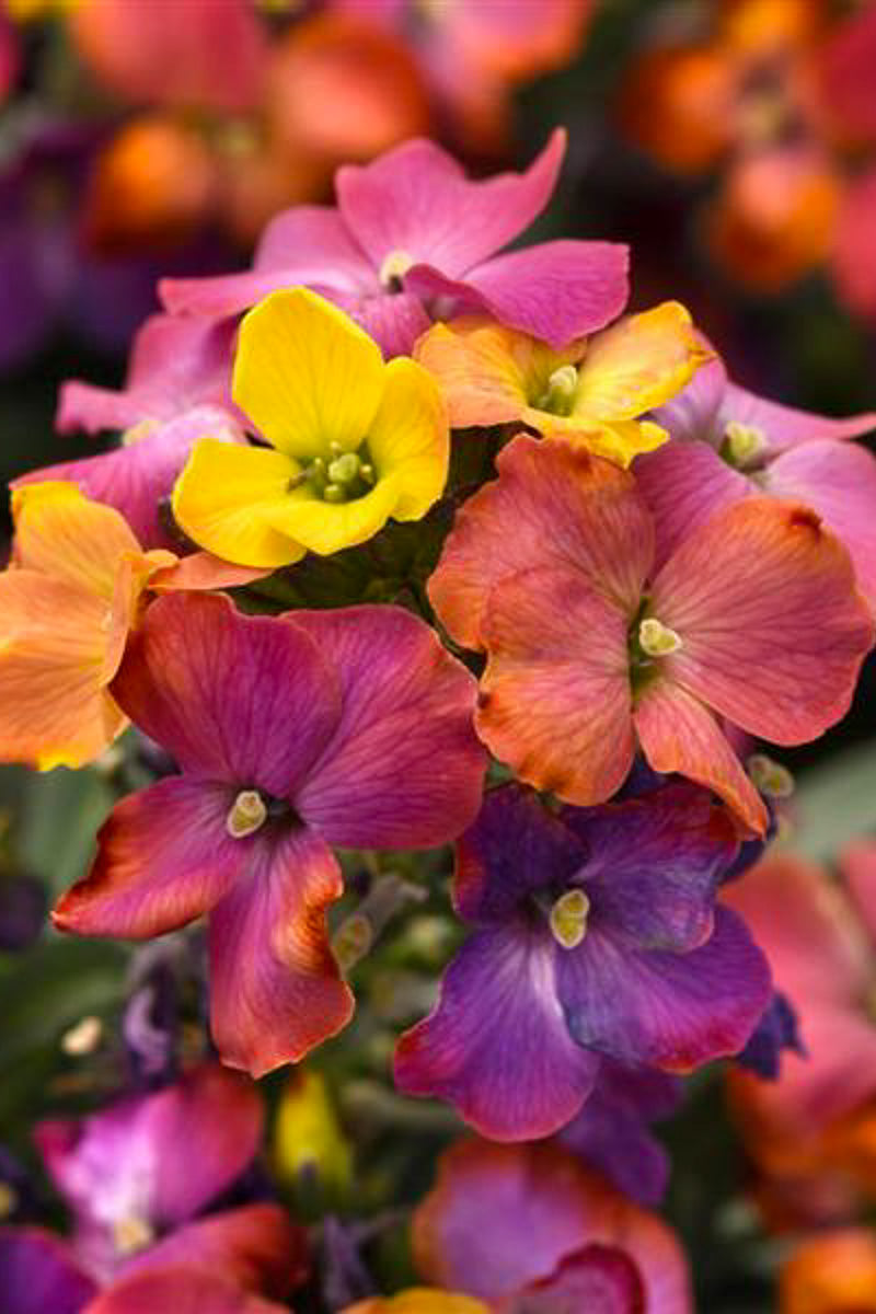 Erysimum, Brightside Magenta Glow