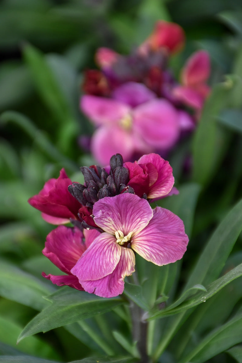 Erysimum, Purple Bicolor