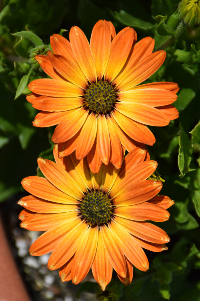 Osteospermum, Margarita Orange Flare