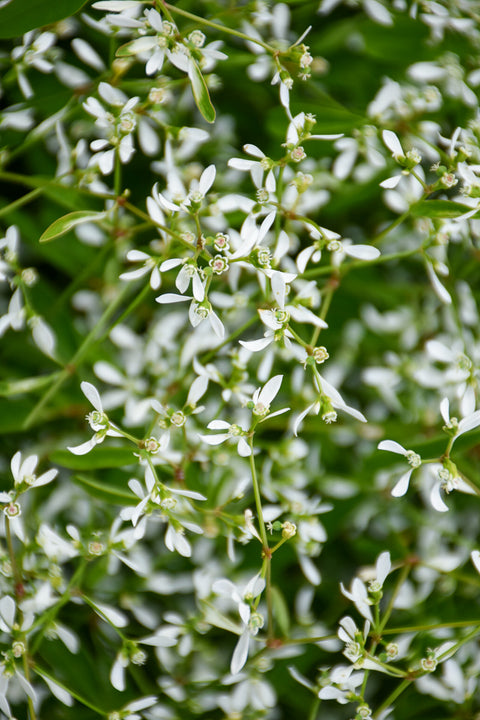 Euphorbia Diamond Mountain