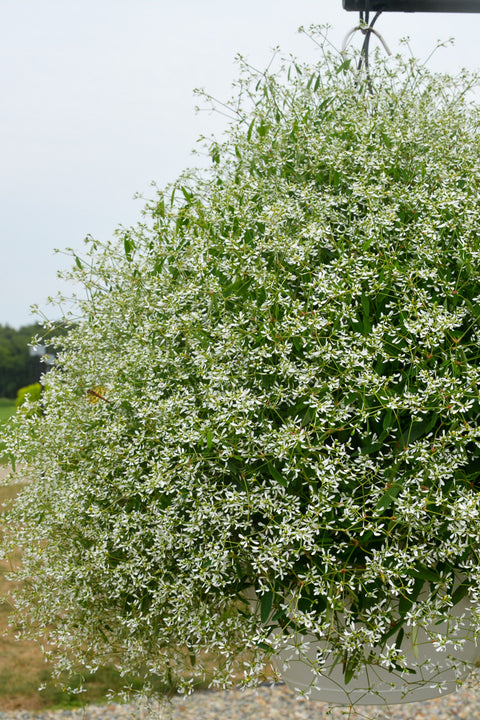 Euphorbia Diamond Mountain