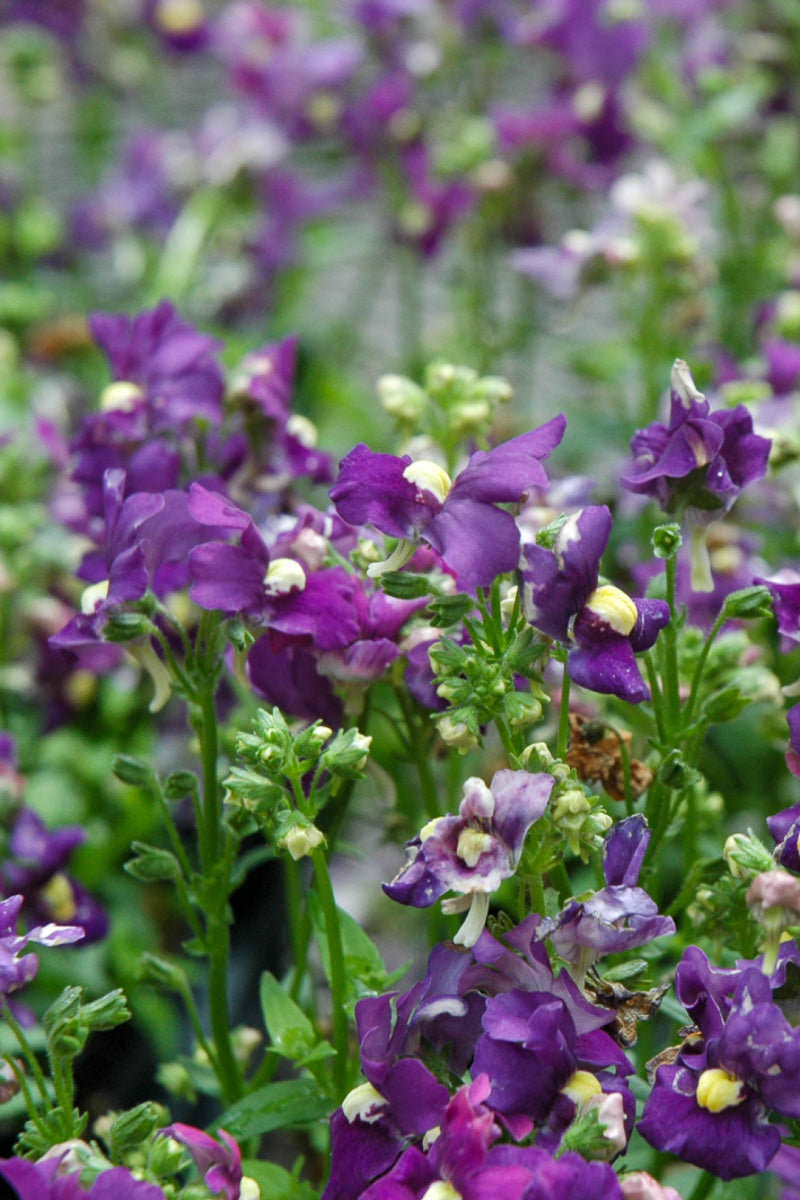 Nemesia Aro Royal Blue