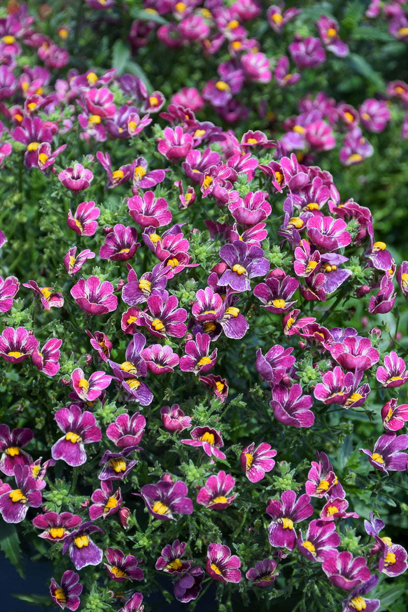 Nemesia Tutti Frutti