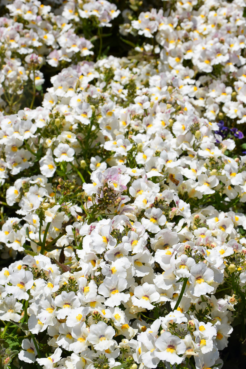 Nemesia Snow Angel