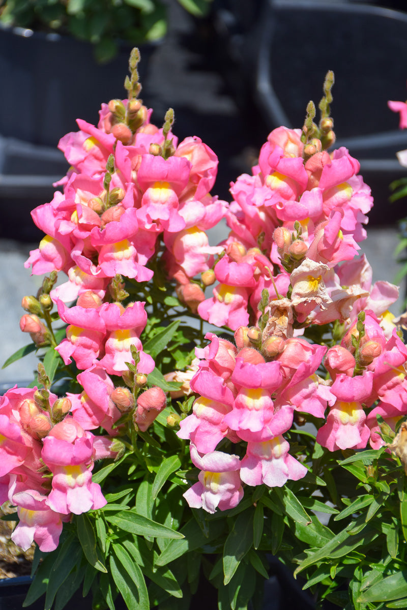 Snapdragon, Snaptastic Pink
