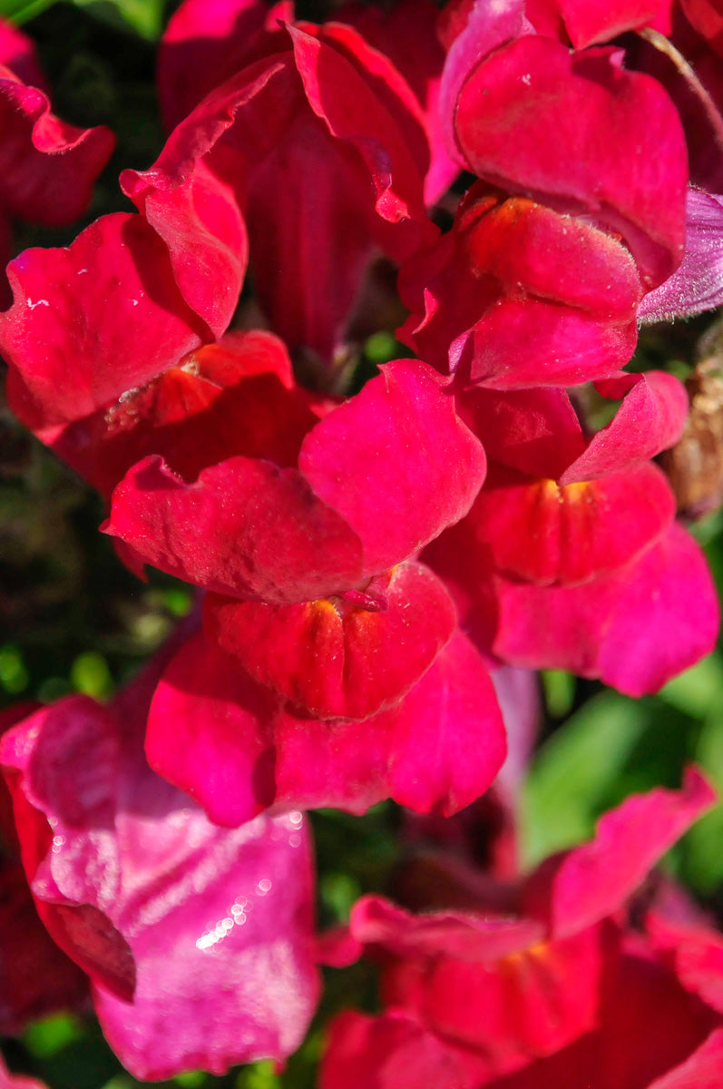 Snapdragon, Burgundy