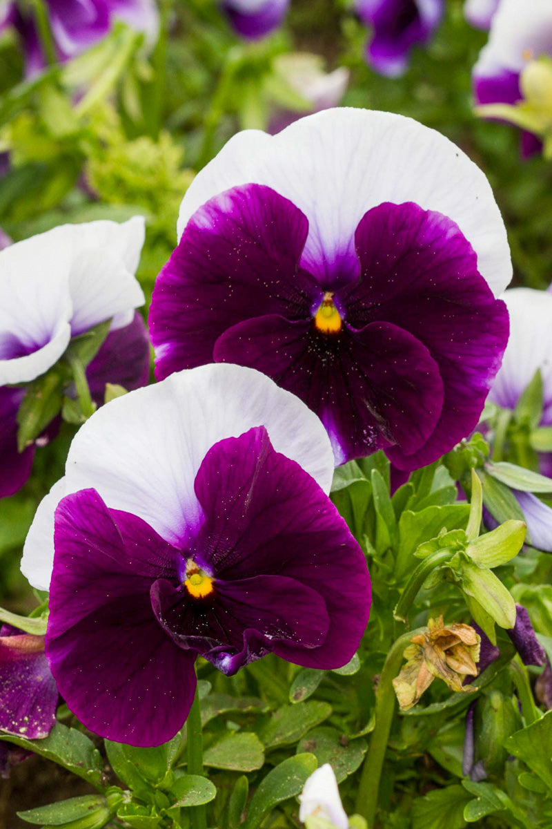 Pansy, Bi Color Purple/White 4"