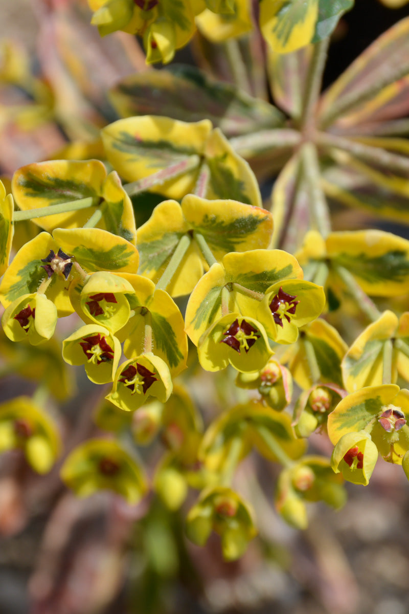 Euphorbia, Ascot Rainbow 4"