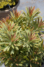 Euphorbia, Ascot Rainbow 4"