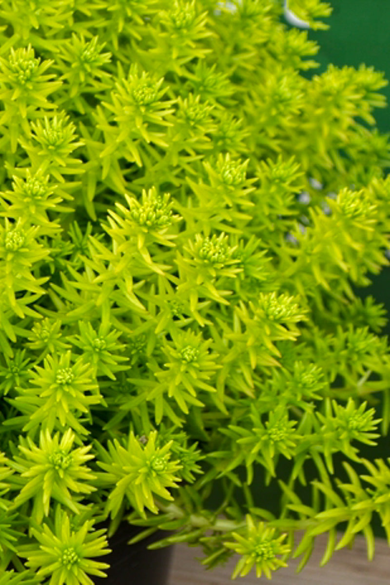 Sedum Yellow Bouquet