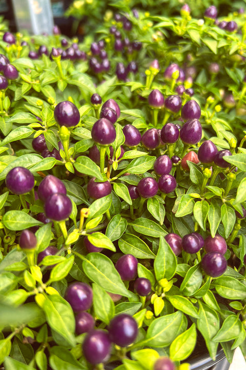 Ornamental Pepper | Hot Pops Purple 4"
