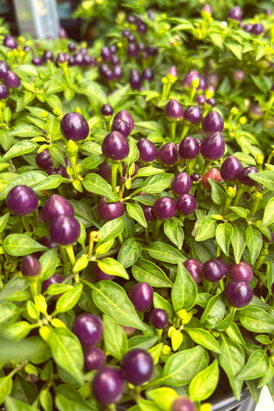 Ornamental Pepper, Hot Pops Purple 6"