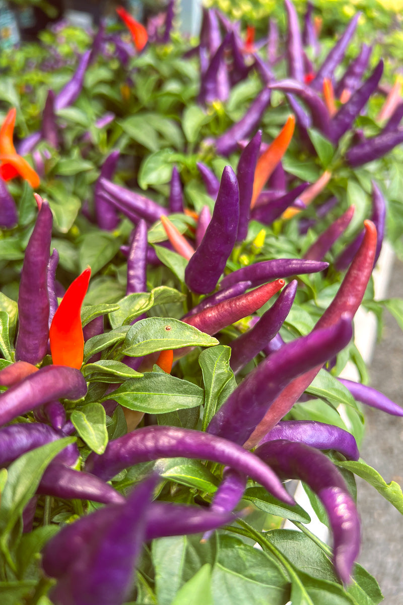 Ornamental Pepper, Masquerade