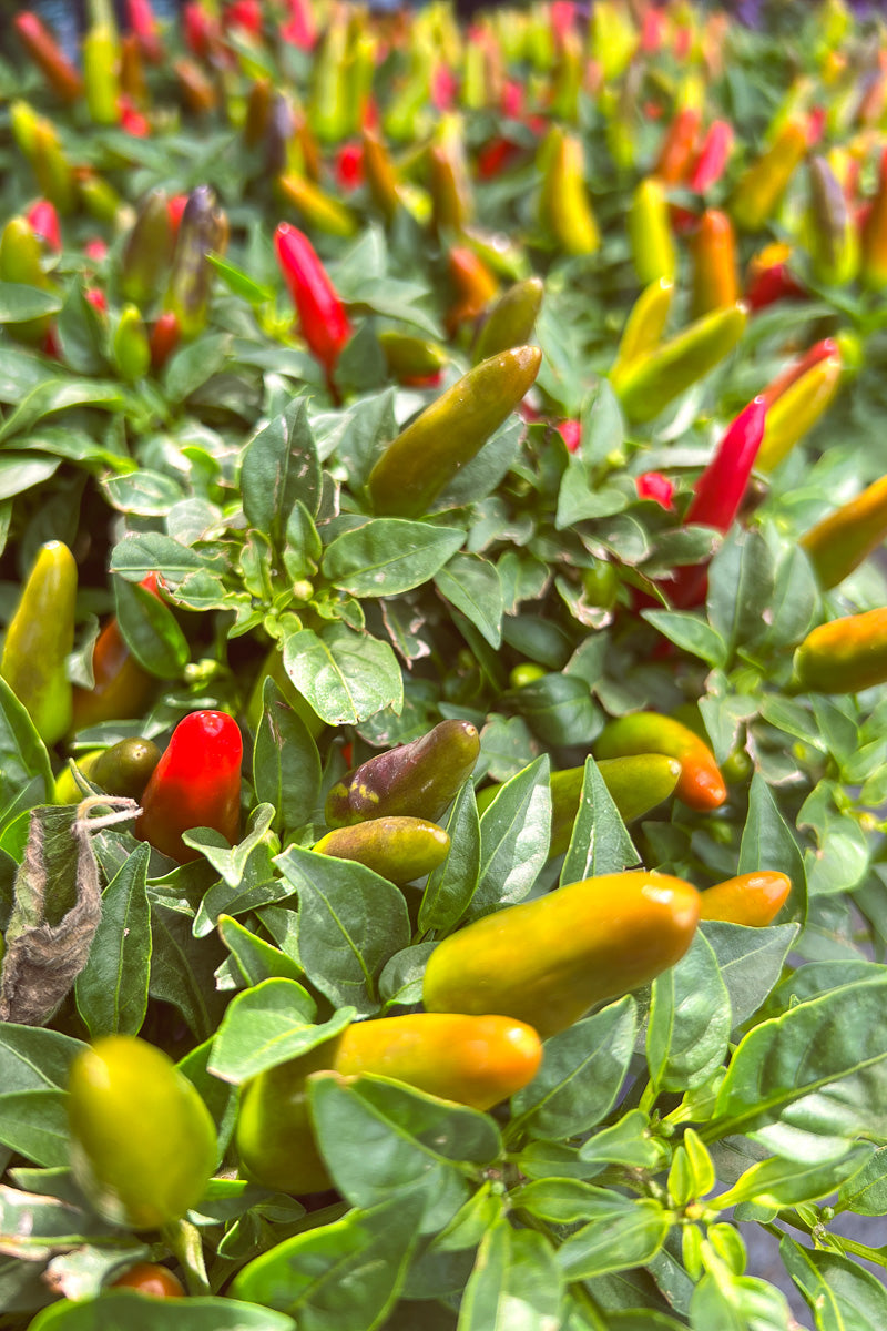 Ornamental Pepper, Acapulco Multi