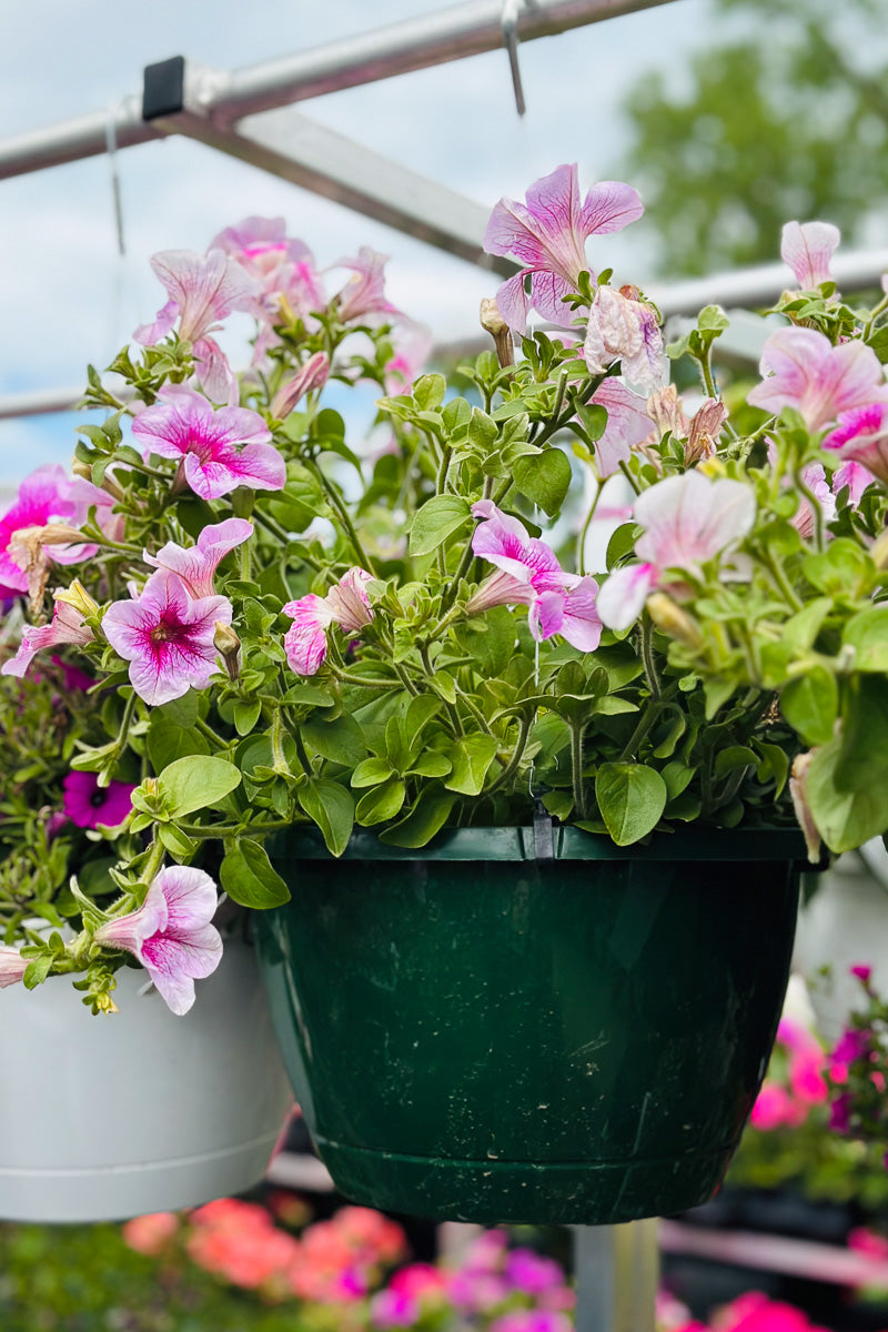 Petunia, Sanguna Mega Pink Vein