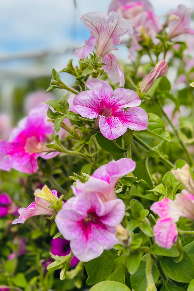 Petunia, Sanguna Mega Pink Vein