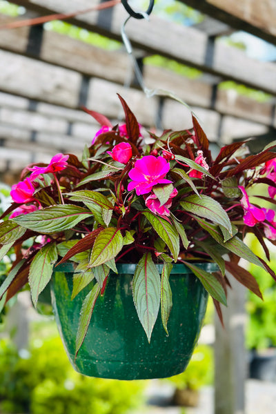 new guinea impatiens hanging plants Impatiens, New Guinea Harmony Colorfall Passion – Chalet