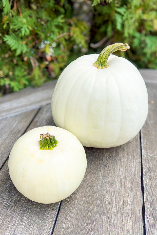 Pumpkin, White Medium