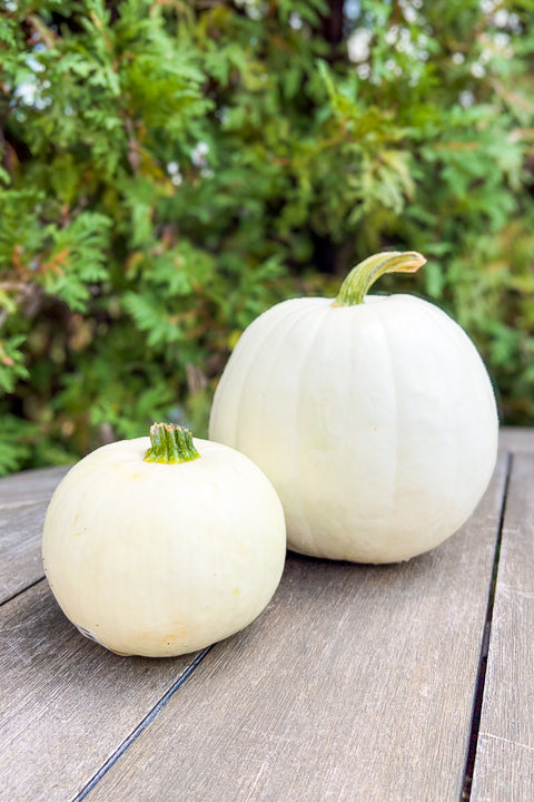 Pumpkin, White Medium