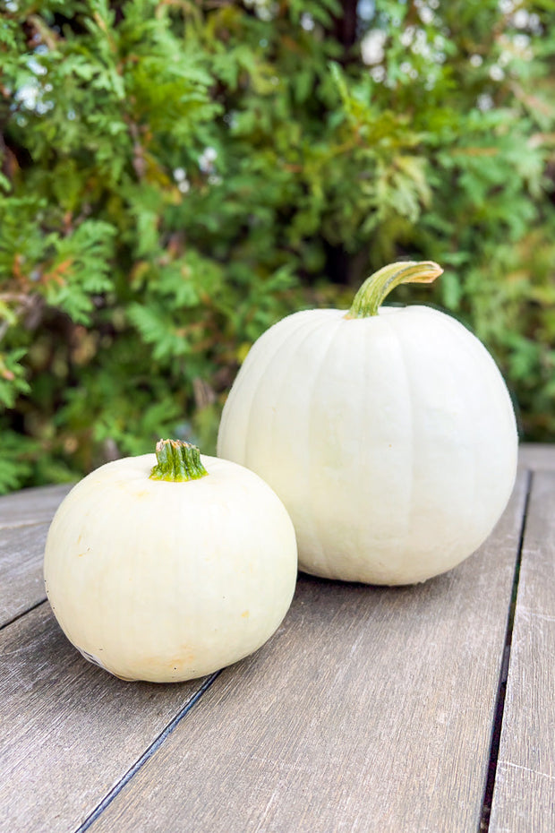 Pumpkin, White Small