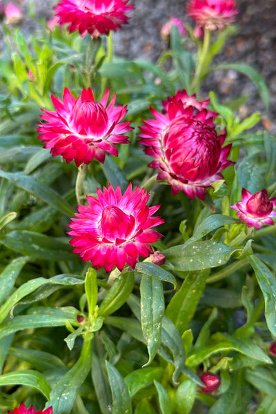 Bracteantha Purple Red