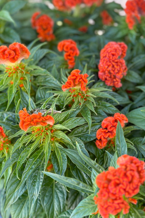 Celosia, Twisted Orange