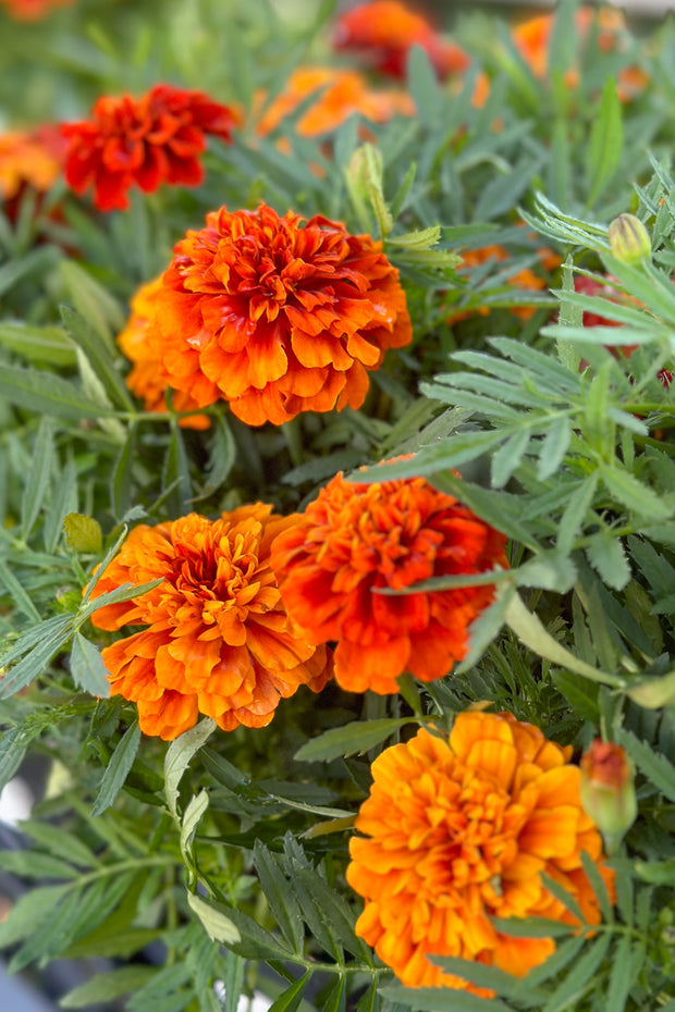 Marigold Fireball