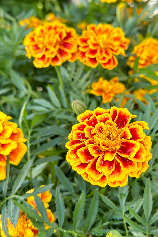 Marigold Safari Yellow Fire