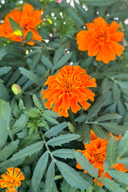 Marigold, Safari Tangerine