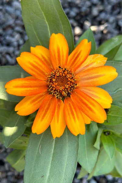 Zinnia, Zahara Sunburst