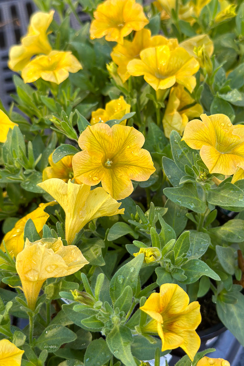 Petchoa Supercal Yellow Sun – Chalet