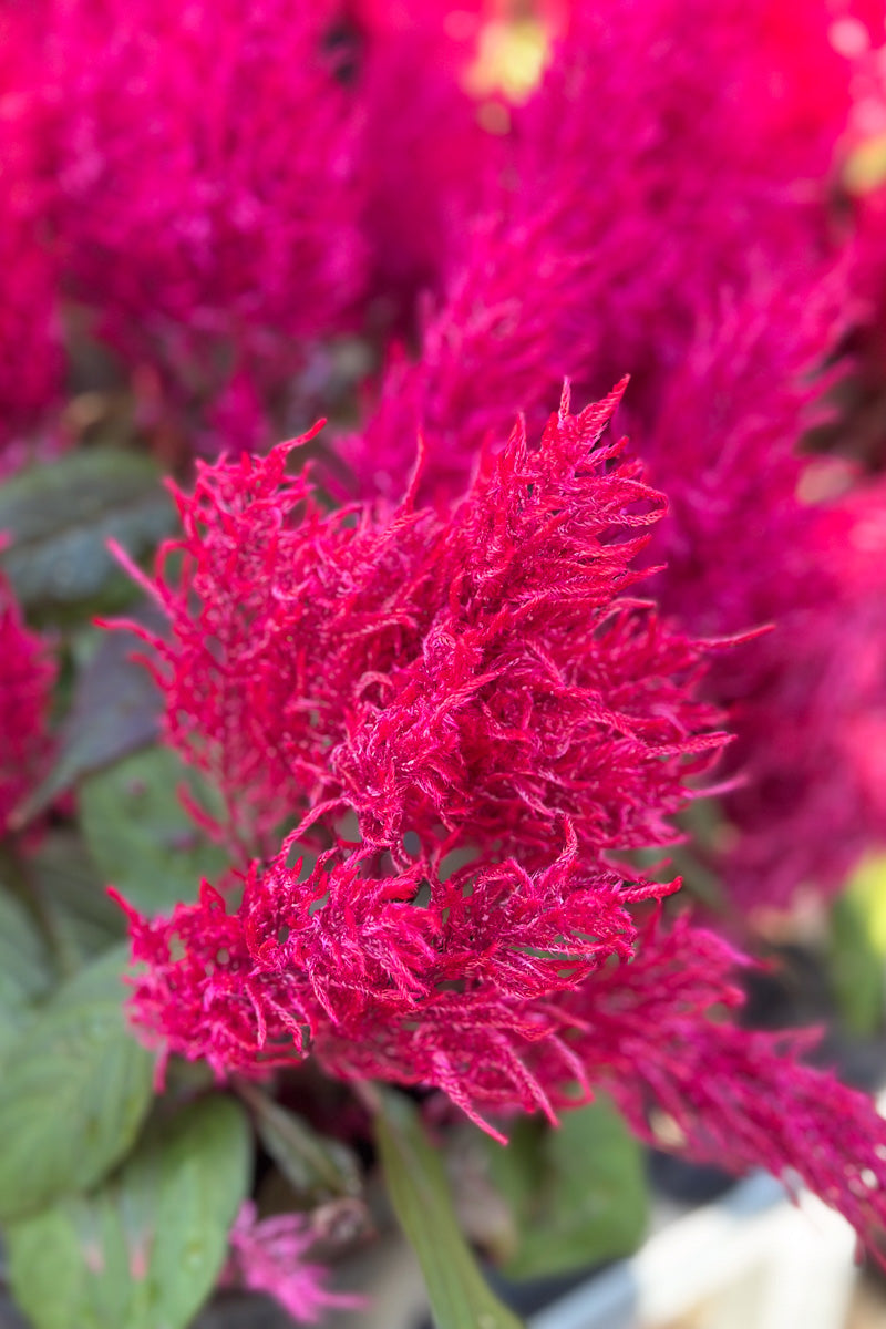 Celosia, Dragon's Breath