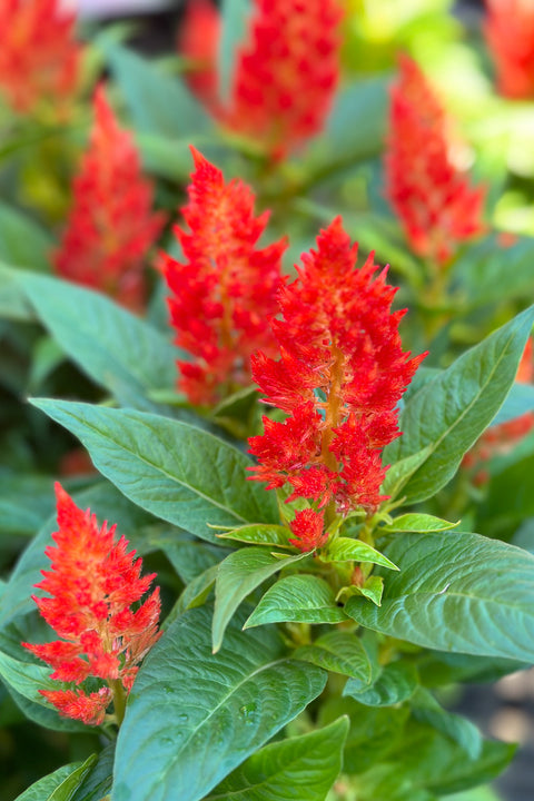 Celosia, Fire Orange