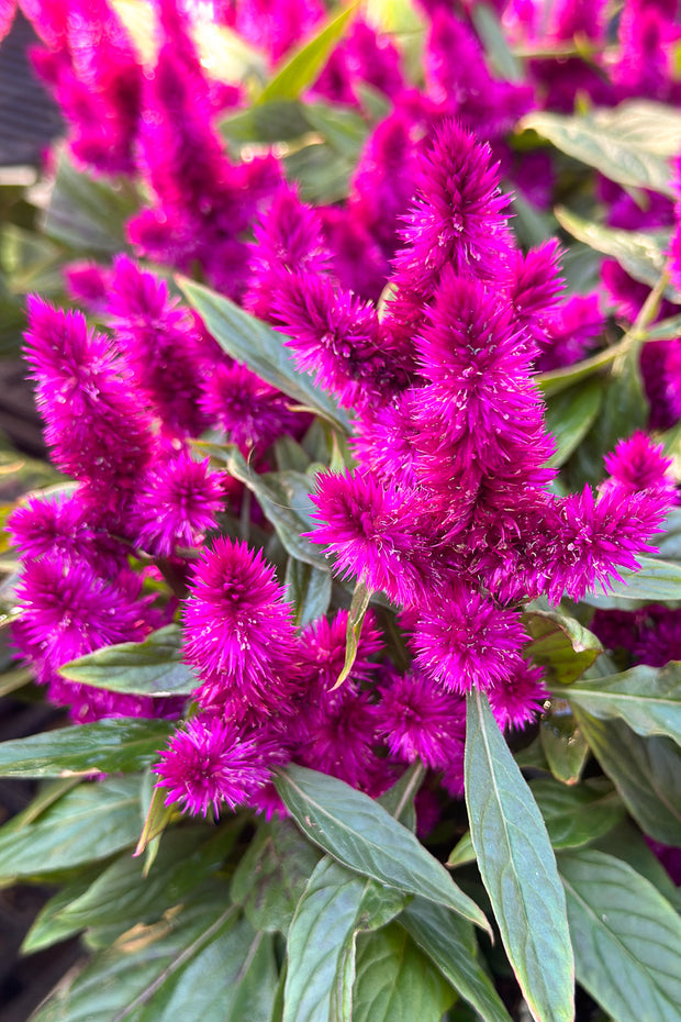 Celosia, Intenz