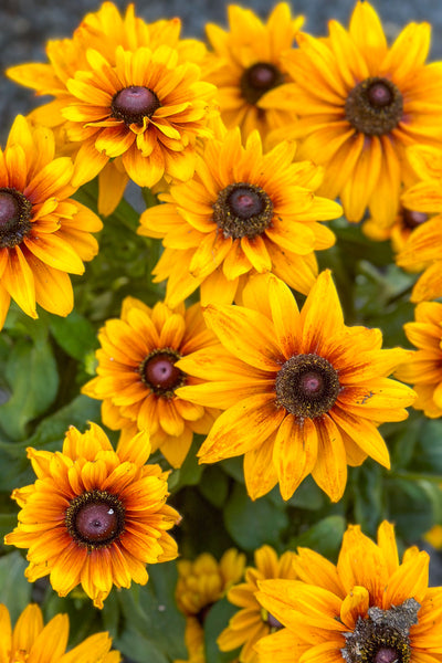 Rudbeckia Sonora