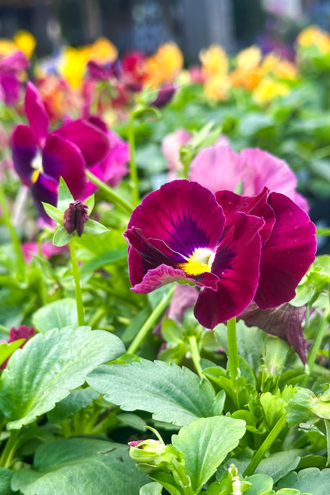 Pansy, Majestic Giants II Rose Blotch